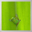 Recherche de geckos posters Nature