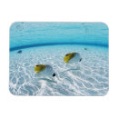 Recherche de poissons magnets Natation