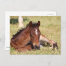 Recherche de mensonge cartes postales Cheval