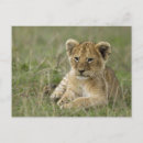 Recherche de masai mara cartes postales Panthera leo