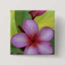 Zoek naar eilanden buttons Groen