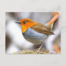 Recherche de robin cartes postales Animal