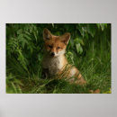 Recherche de forêt rouge posters Photographe