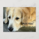 Recherche de golden retriever cartes postales Animaux