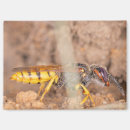 Recherche de guêpe magnets Nature
