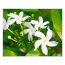 Recherche de jasmin posters Plante