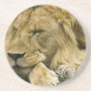 Zoek naar leeuwen onderzetters Wild