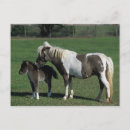 Recherche de poulain cartes postales Debout