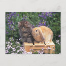 Recherche de oreilles de lapin cartes postales Nature