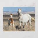 Zoek naar wild paarden briefkaarten Merrie