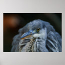 Zoek naar blikken posters Schoonheid