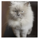 Zoek naar blauwe kat tegels Kattenliefhebbers