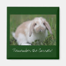 Recherche de la hollande magnets Lapin