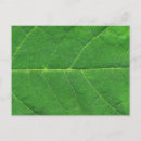 Recherche de macro photo cartes postales Vert