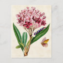 Zoek naar plumeria briefkaarten Floreel