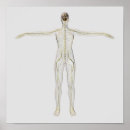 Zoek naar zenuwen posters Biologie