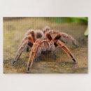 Recherche de spider puzzles Black