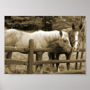 Zoek naar merrie posters Paarden