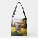 Recherche de labrador sacs Dog