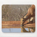 Recherche de gazelle tapis souris Animaux