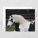 Recherche de cheval gitan cartes postales Animal