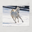 Zoek naar witte paarden briefkaarten Winter
