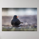 Zoek naar merels posters Vogels