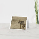 Recherche de coyote photographie Faune