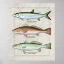 Recherche de poisson rouge art Truite