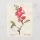 Recherche de pois rose cartes postales Pour tous