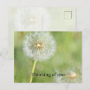 Zoek naar paardenbloem briefkaarten Bloemen