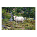 Recherche de islandais art Île