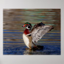 Recherche de canards sauvages posters Sauvagine