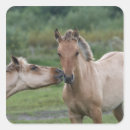 Recherche de chevaux sauvages autocollants Photo de cheval