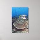 Recherche de vie marine art Sous marin