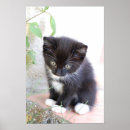 Recherche de minou noir posters Blanc