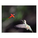 Recherche de colibri de rubis gorge Nature
