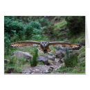 Recherche de aigle photographie Hibou de l'aigle