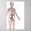 Recherche de urinaire posters Médical