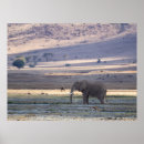 Recherche de éléphant africain posters Imprimer