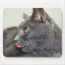 Recherche de chat gris blanc tapis souris Félin