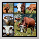 Recherche de peau de vache posters Taureau
