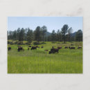 Recherche de bison américain Ouest