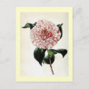 Recherche de camelias cartes postales Jardinage