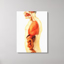 Recherche de urinaire posters Transparent
