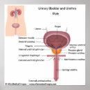Recherche de urinaire posters Anatomie