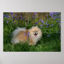 Recherche de chien pomeranian posters Fleurs