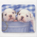 Recherche de seau tapis souris Bouledogue