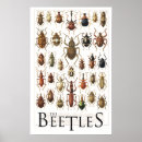 Zoek naar kevers posters Insecten