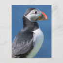 Recherche de arctica Oiseau